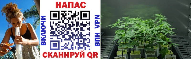 Марихуана план  Гусиноозёрск 